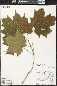 Acer saccharum var. saccharum image