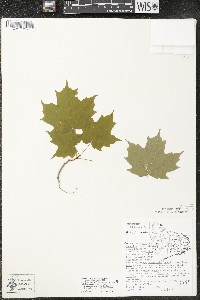 Acer saccharum var. saccharum image