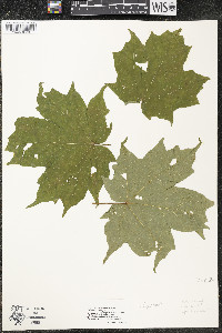 Acer saccharum var. saccharum image