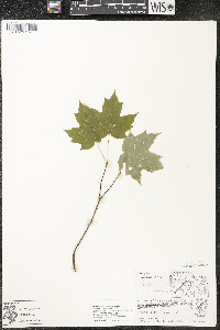 Acer saccharum var. saccharum image