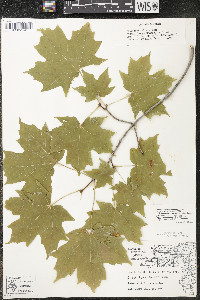 Acer saccharum var. saccharum image