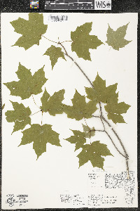Acer saccharum var. saccharum image