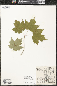 Acer saccharum var. saccharum image