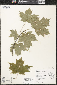 Acer saccharum var. saccharum image