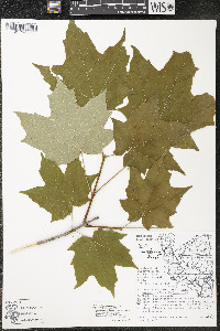 Acer saccharum var. saccharum image