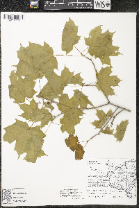 Acer saccharum var. saccharum image