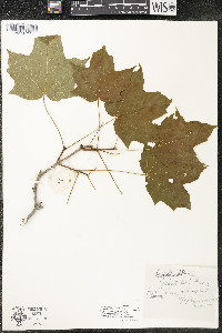 Acer saccharum var. saccharum image