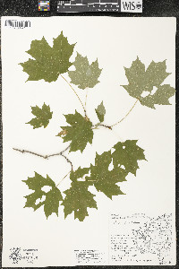 Acer saccharum var. saccharum image