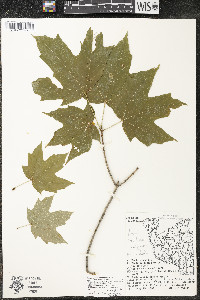 Acer saccharum var. saccharum image