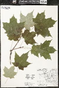 Acer saccharum var. saccharum image