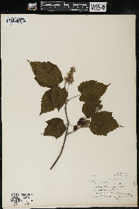 Acer spicatum image