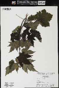 Acer spicatum image