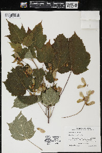 Acer spicatum image