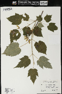 Acer spicatum image