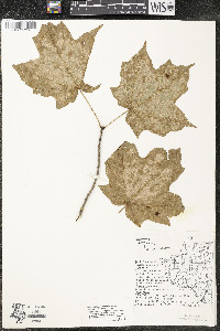 Acer saccharum var. saccharum image