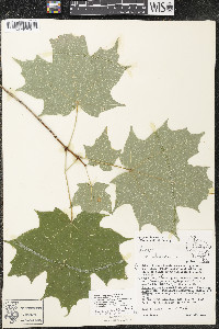 Acer saccharum var. saccharum image