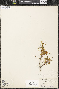Acer saccharum var. saccharum image