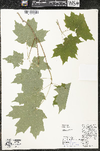 Acer saccharum var. saccharum image