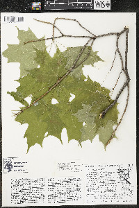 Acer saccharum var. saccharum image