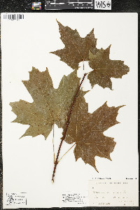 Acer saccharum var. saccharum image