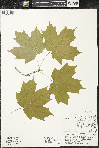 Acer saccharum var. saccharum image