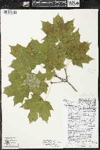 Acer saccharum var. saccharum image