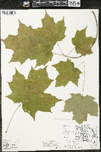 Acer saccharum var. saccharum image