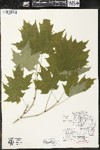 Acer saccharum var. saccharum image