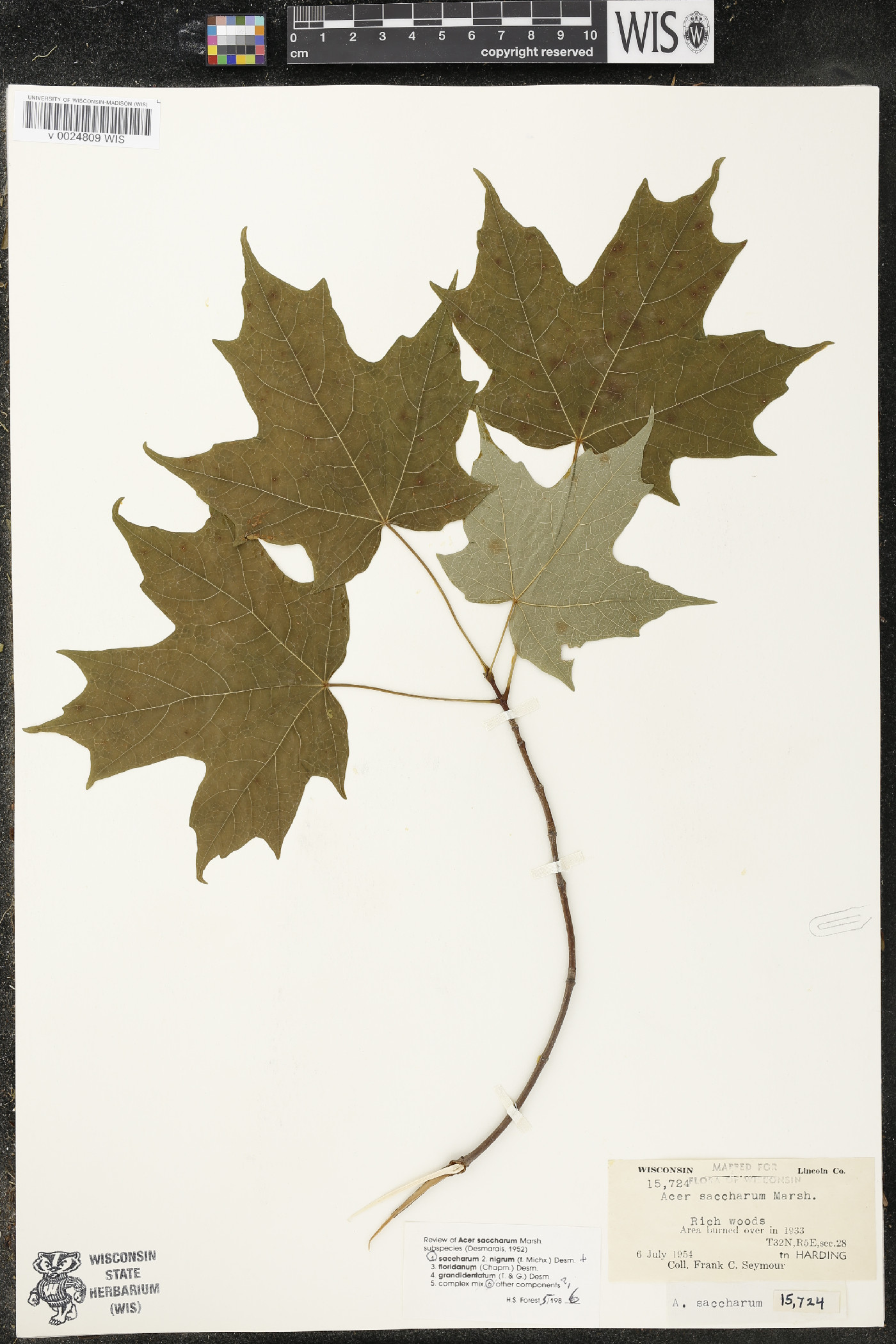 Acer saccharum var. saccharum image