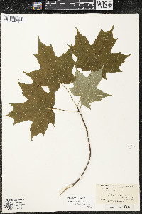 Acer saccharum var. saccharum image