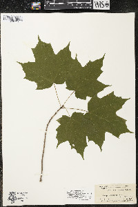 Acer saccharum var. saccharum image