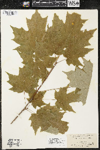 Acer saccharum var. saccharum image