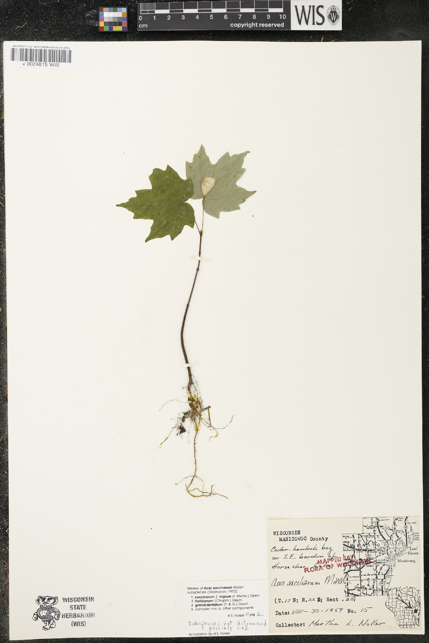 Acer saccharum var. saccharum image