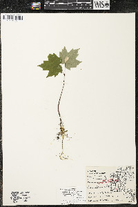 Acer saccharum var. saccharum image