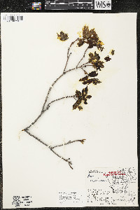 Acer saccharum var. saccharum image