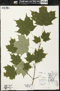 Acer saccharum var. saccharum image