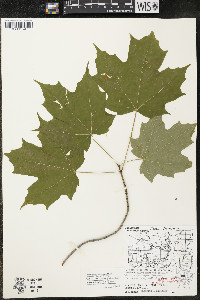 Acer saccharum var. saccharum image