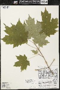 Acer saccharum var. saccharum image