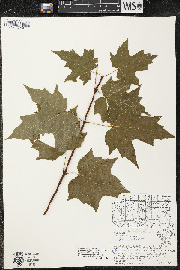 Acer saccharum var. saccharum image