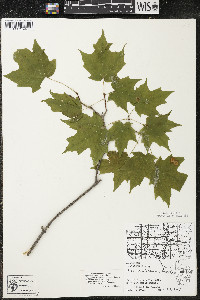 Acer saccharum var. saccharum image