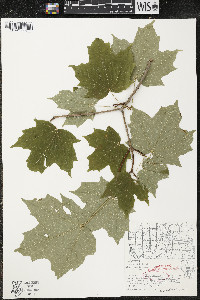 Acer saccharum var. saccharum image