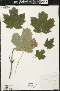 Acer saccharum var. saccharum image