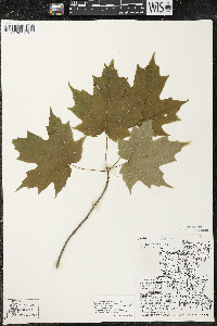 Acer saccharum var. saccharum image