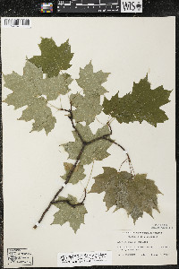Acer saccharum var. saccharum image