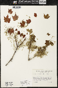 Acer saccharum var. saccharum image
