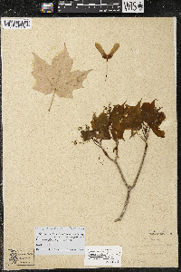 Acer saccharum var. saccharum image