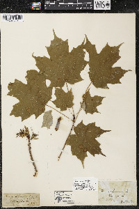 Acer saccharum var. saccharum image