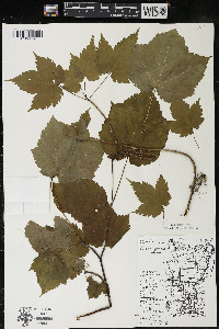 Acer spicatum image