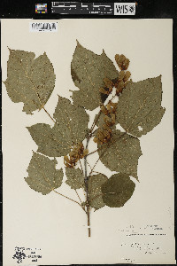Acer spicatum image