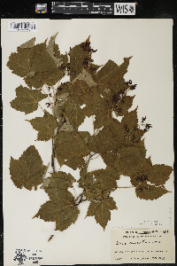 Acer spicatum image